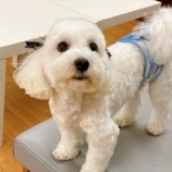 『【犬】らんまるくん 家族が決まりました』の画像