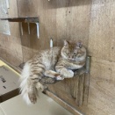 かわいい手
