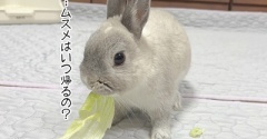 うさぎのルリ(6/18追記)