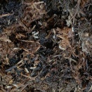 カシの木の下で