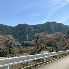 飛騨かなやまの桜　開花状況 2026