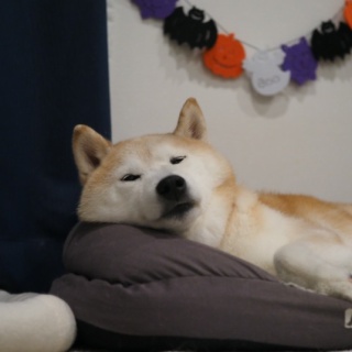 湘南凸凹柴WAN日記