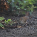 道東の鳥たち12…シマセンニュウ！