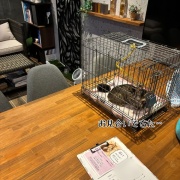 るいちゃんのお見合い