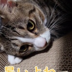 cat cafe Prince