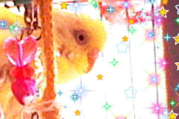 100shopのセリアハンドスピナー 珀蘭と柚子の趣味と創作blogインコのささやきとひらめき 100shopのセリアハンドスピナー 珀蘭と柚子の趣味と創作blogインコのささやきとひらめき