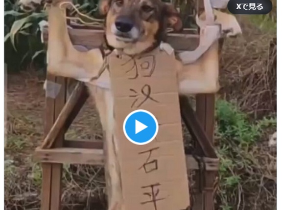 中国人、犬を架台に縛り付け、石平議員への侮辱文を掲げて罵る