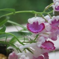 ウチョウラン　朱花