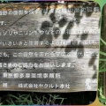 城山公園のキツネノカミソリ