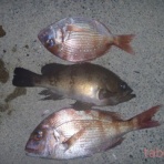 tabe's Fishing blog