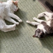 日向ぼっこからじゃれ合いへ。どちらが勝った？
