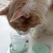 セリアの折りたたみコップと昭和の「水を飲むな」という話