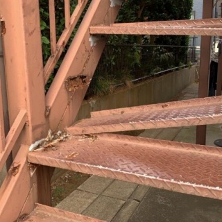 くまニュース