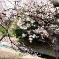 4/6(月)〝竹ヶ端運動公園〟〝集会所裏水呑川土手〟サクラ並木の散策(^.-)☆(12)