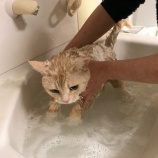 『【猫】モモちゃん トライアル準備』の画像