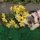黄色💛スイセン