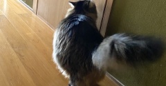 毎日忙しいマロちゃん