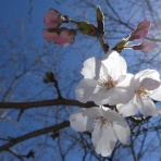 高知のんのんお散歩