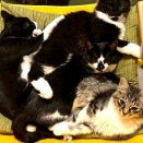 【要予約】4月26日里親会のお知らせ