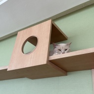 【残り数回】猫式ヨガ募集のおしらせ