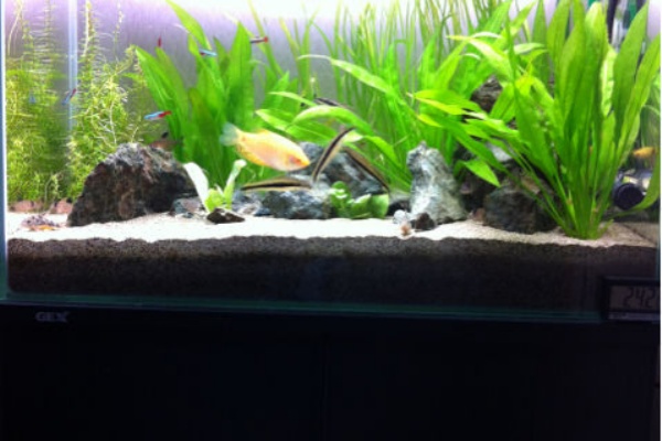 登山や熱帯魚やバイクやカメラ的な 熱帯魚