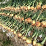 自然農法に憧れて！