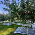 秋の旅2日目〜津軽の秀峰、岩木山とリンゴ🍎‼️青森県→秋田県