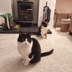 英国つれづれ日記