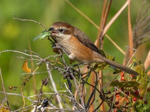2025年11月20日の野鳥公園