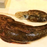 『国東の食環境(460)コチ』の画像