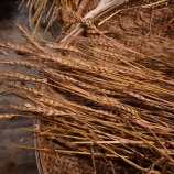 『小麦の季節のおわり』の画像