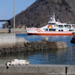 猫写真家・沖 昌之のブログ　野良ねこちゃんねる。　
