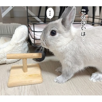うさぎのルリ(10/9追記)