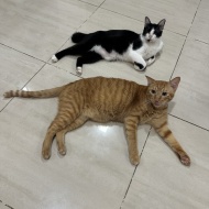 一時帰国してました。