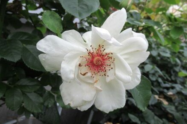 ミセスケイの薔薇コラム シンデレラ ミセスケイの薔薇コラム シンデレラ