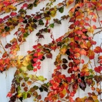 天然食材探しへ近くに気軽に出かけよう！