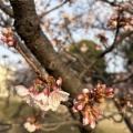 1月26日開花状況