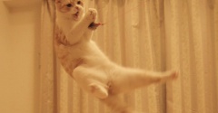 元祖跳ぶ猫。