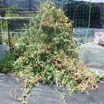 Enjoy in 菜園
