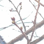 blog：自然と四季を楽しむ