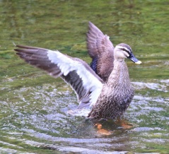 羽根を広げるカルガモです
