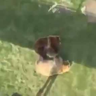 猫の動画 ねこわん！