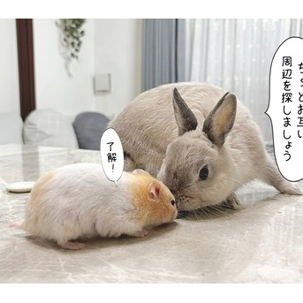 今日のプリンとうさぎのルリ(10/25追記)