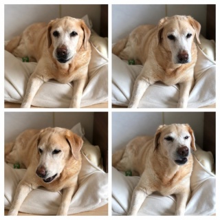 井上かなえオフィシャルブログ 「母ちゃんちの晩御飯とどたばた日記」