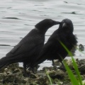 2026年6月2日の野鳥公園