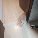 麦はお外が見たいです