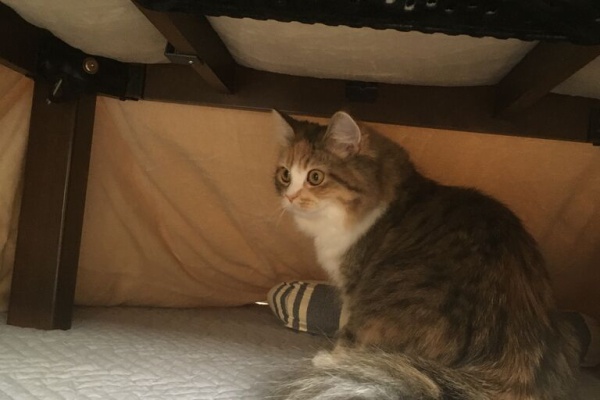 猫鍋 Diary ラガマフィンのなぎと暮らす毎日 季語