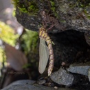もう一回 - ムカシトンボの羽化【2026年4月 神奈川県】