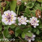 ときめき老テニス
