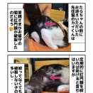 猫の肛門腺破裂・・